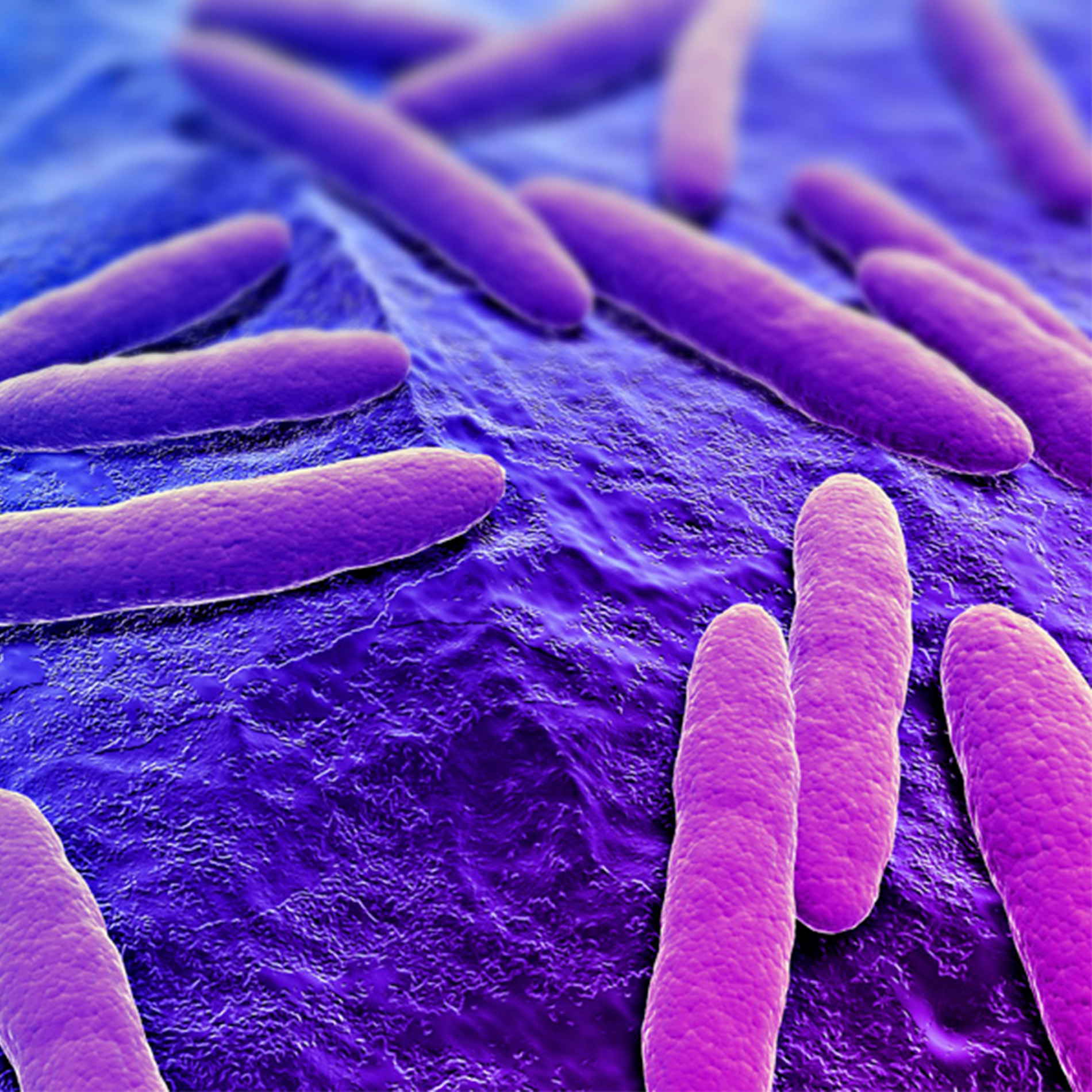 бактерии под микроскопом. бактерии на коже. микроорганизмы под микроскопом. микроорганизмы на поверхности кожи. микроорганизмы на коже человека.
