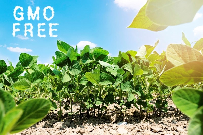 GMO free field