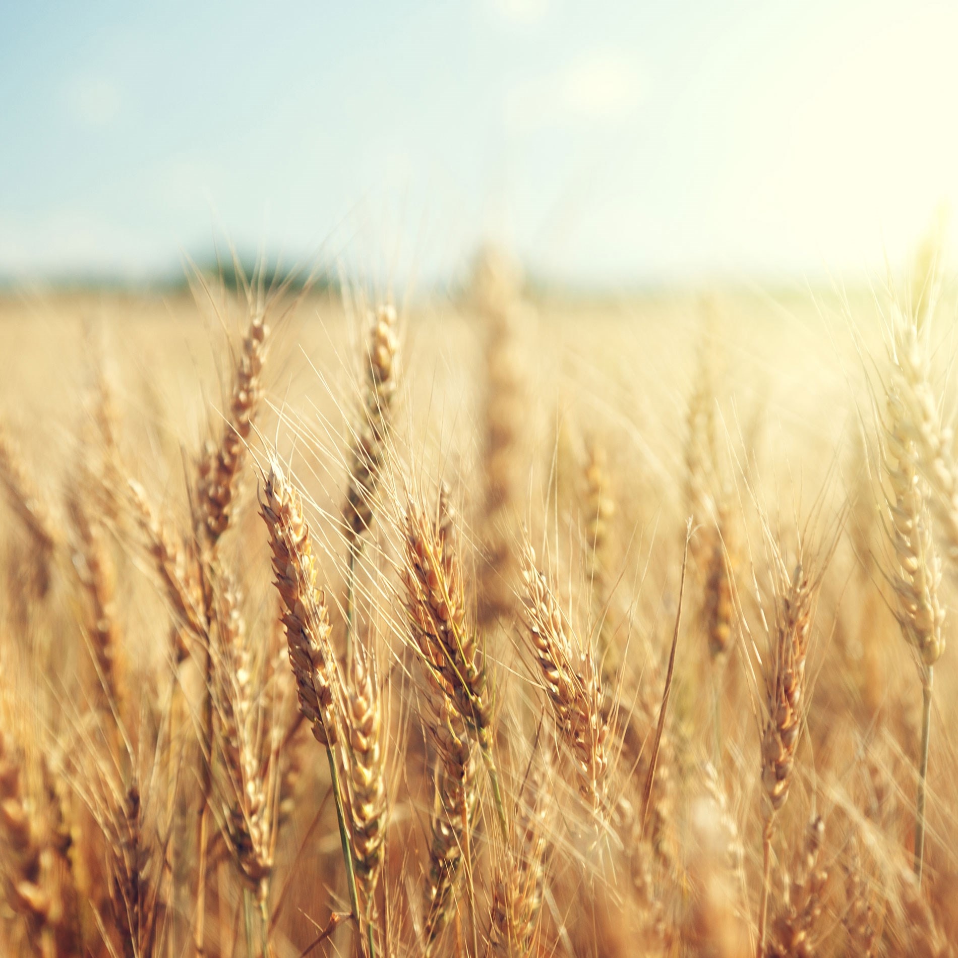 wheat growing in field 