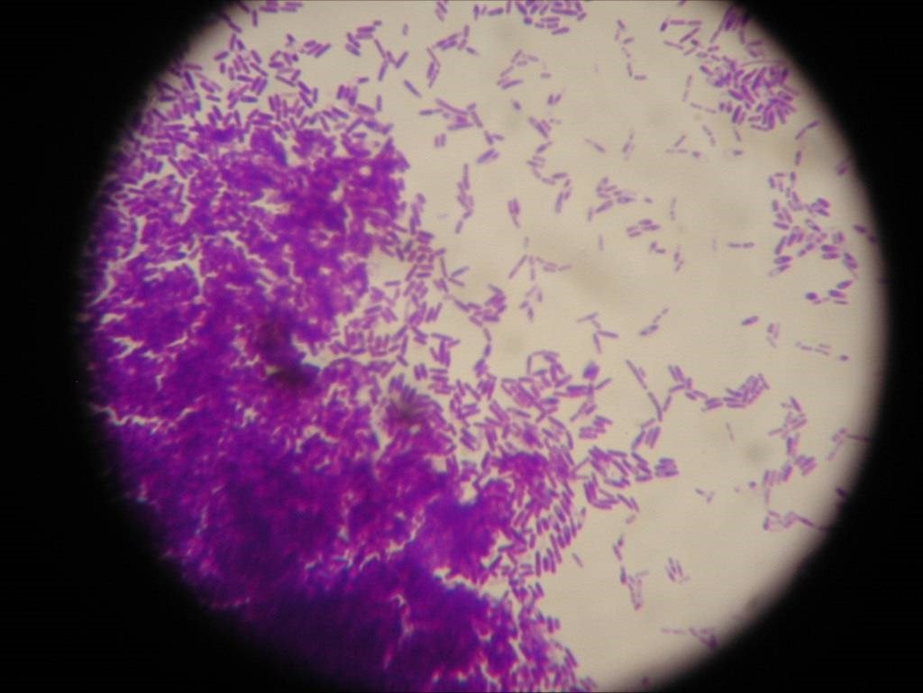 microscopic friendly bacteria