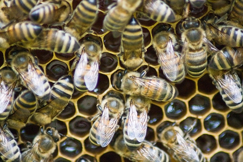 bees in a hive 