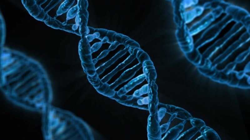 DNA Gene Chromosome
