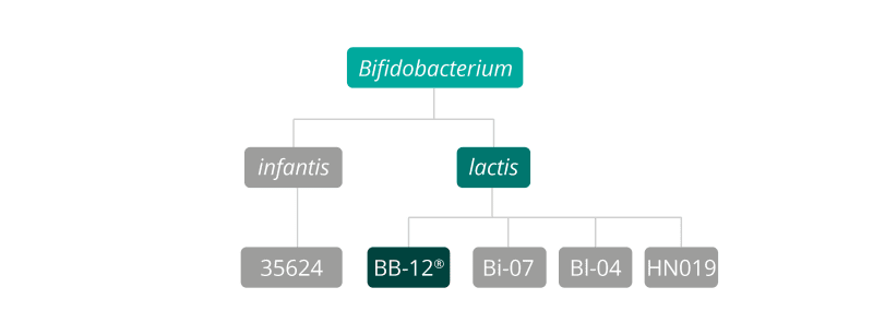 B. lactis bb-12 strain family 