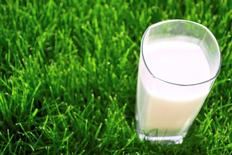 glass of milk in grass
