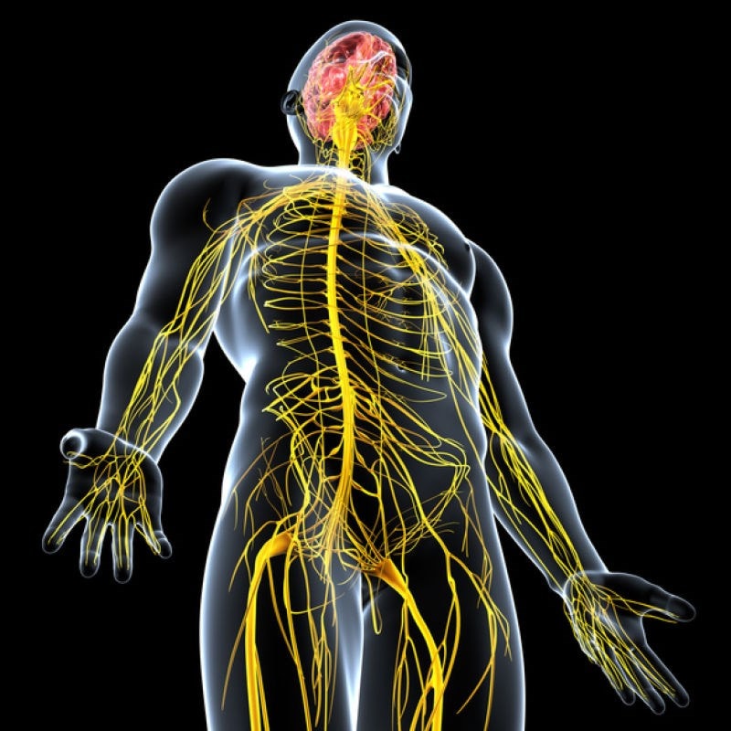 3D image central nervous system