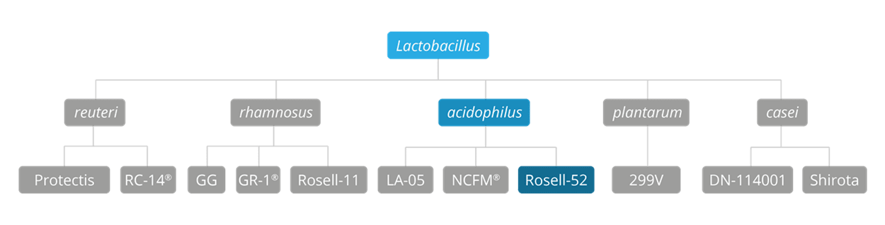 rosell 52 strain family