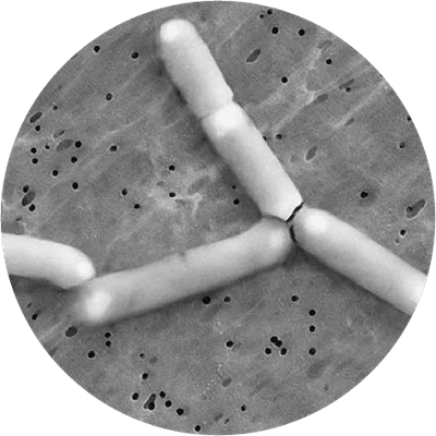 microcopic image lactobacillus rhamnosus GR-1