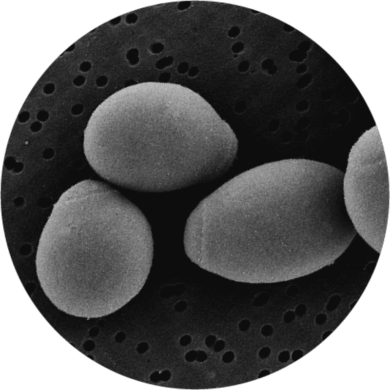 Saccharomyces Cerevisiae Boulardii Database Saccharomyces Cerevisiae Boulardii Database