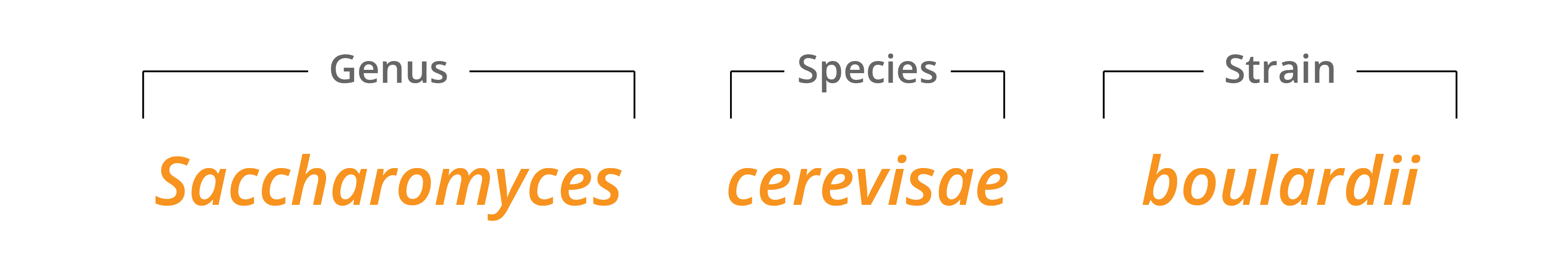 Taxonomic breakdown Saccharomyces boulardii