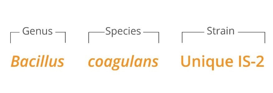 Taxonomic breakdown of B. coagulans Unique IS-2 