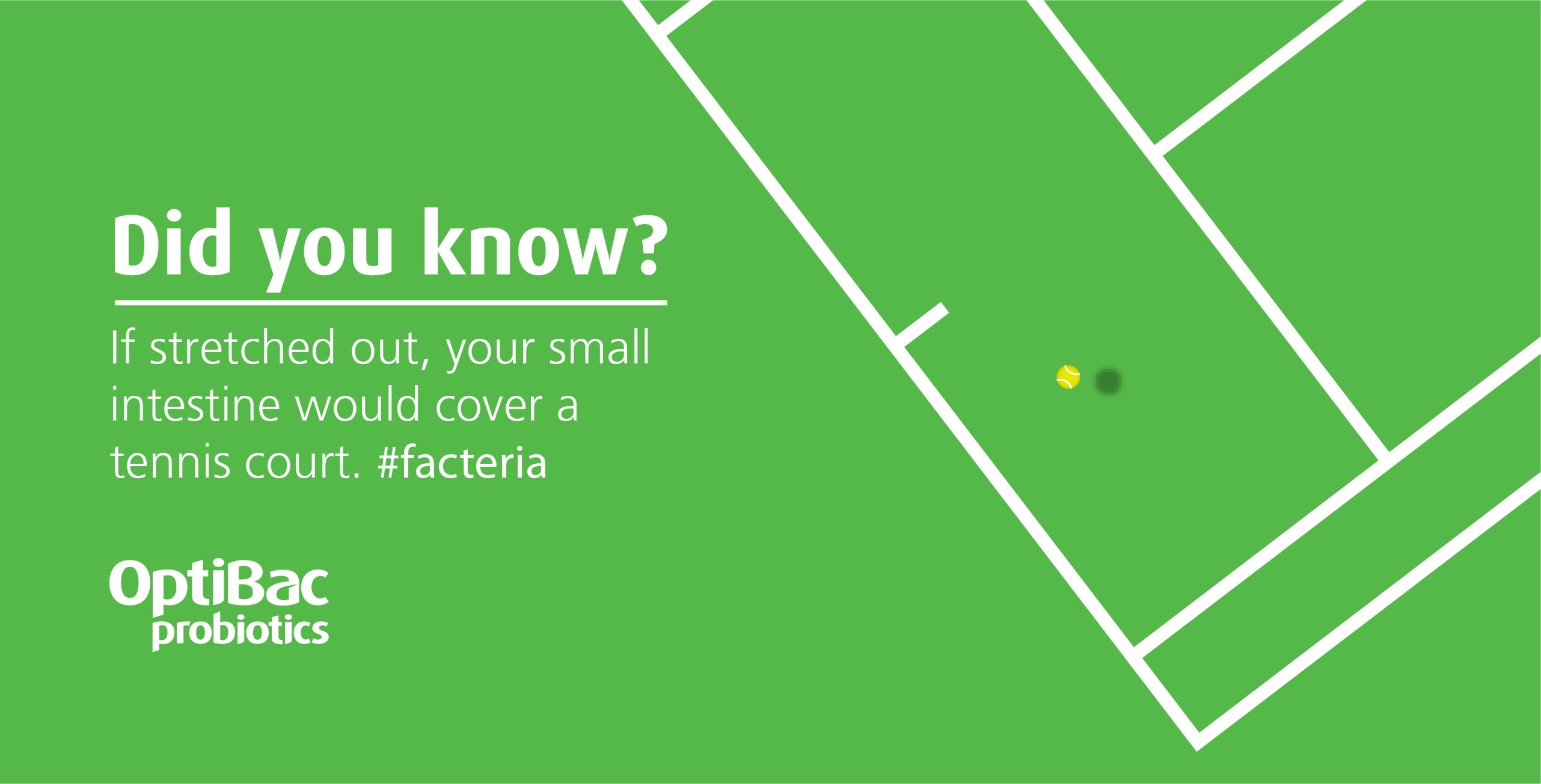 facts about tennis court and small intestine