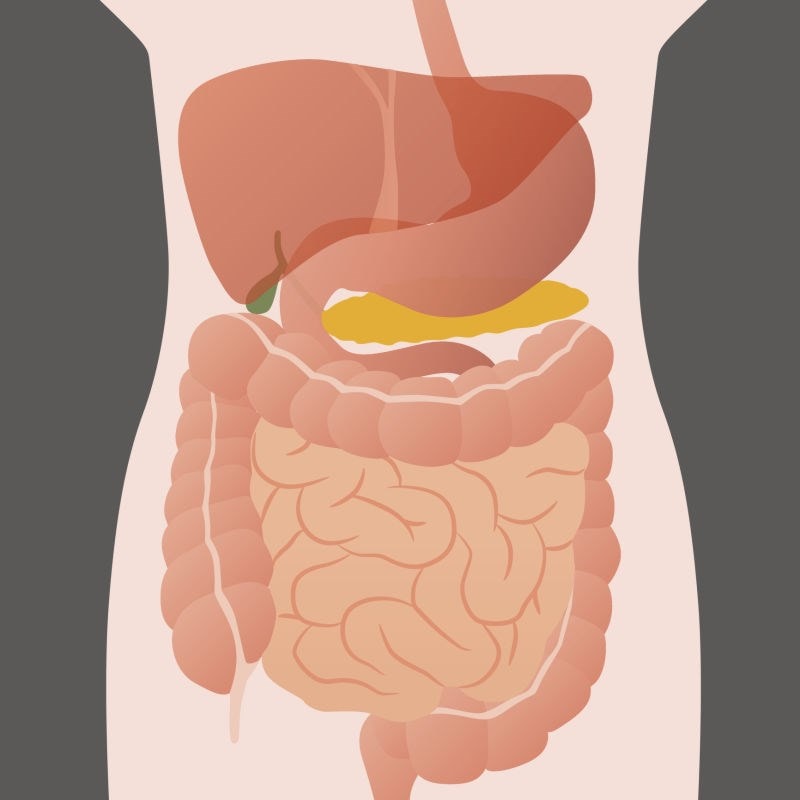 diagram of the gut 