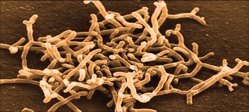 microscopic gut bacteria