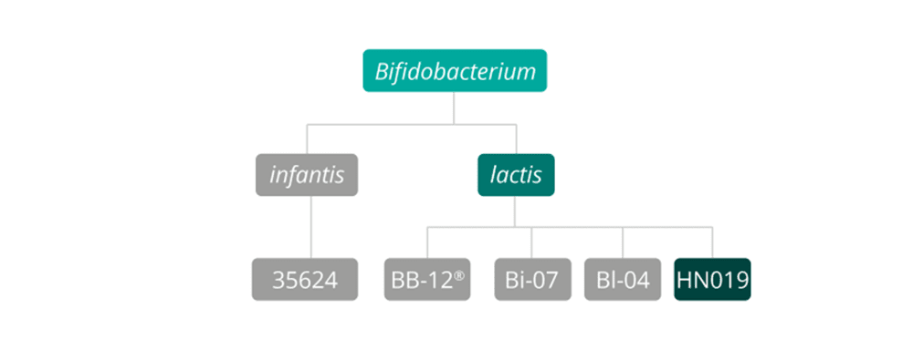 B Lactis HN019 strain family 