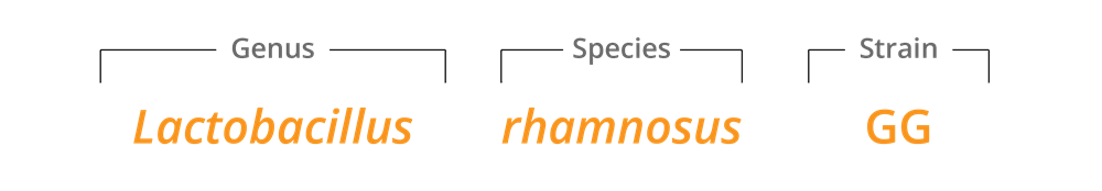 Lactobacillus rhamnosus GG strain family 