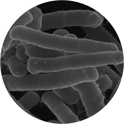 microscopic Lactobacillus acidophilus Rosell-52