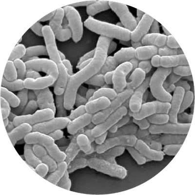 microscopic  Lactobacillus casei DN-114001