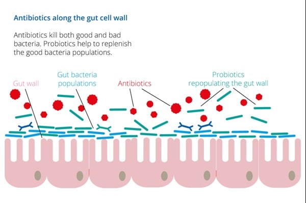 probiotics with antibiotics infographic